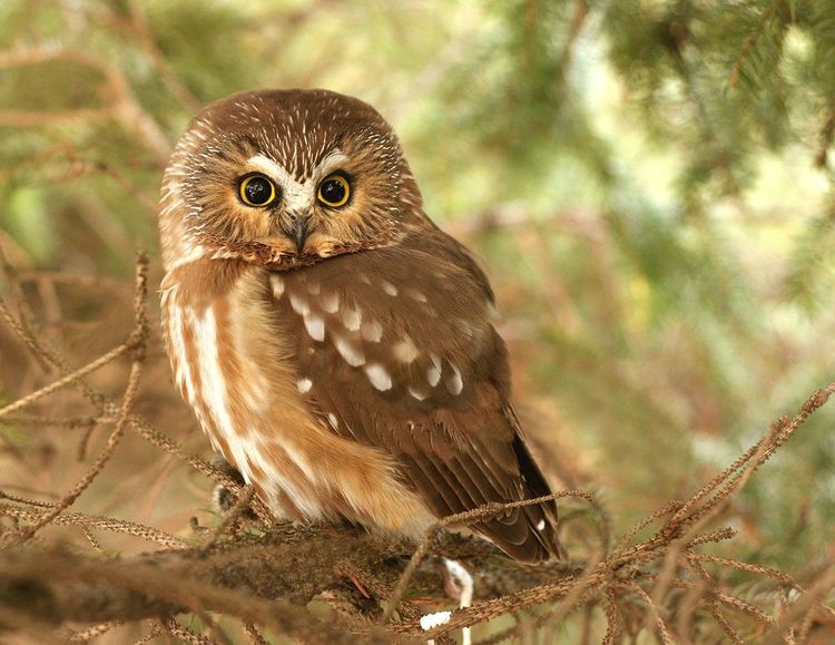 Offre de doctorat en biologie, suivi des impacts des changements climatiques sur la biodiversité du Québec